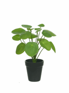 Pilea real toque verde com vaso 30x16cm