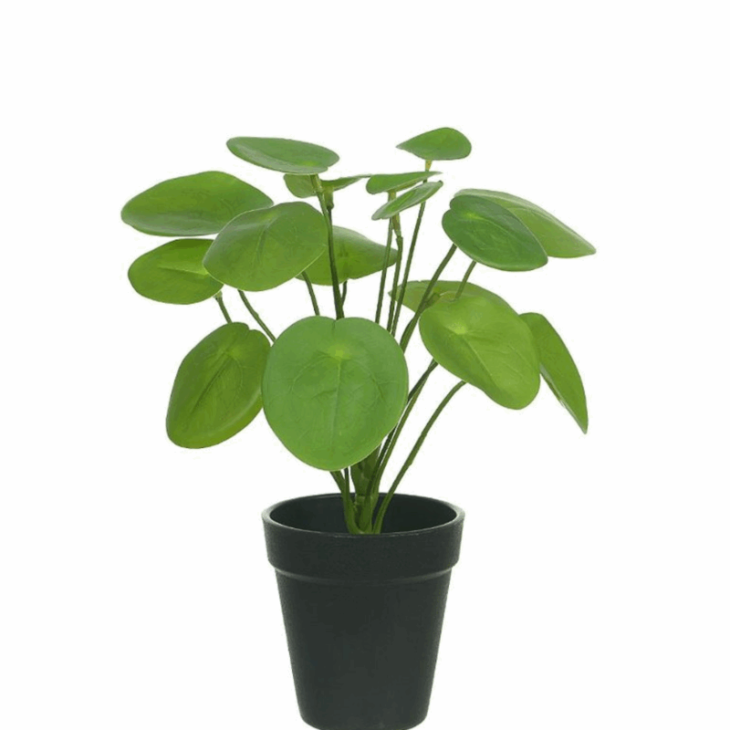 Pilea Real Toque VERDE C/POTE 30X16CM